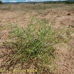 Cycloloma atriplicifolium Habit