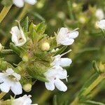 Thymus zygis Flower