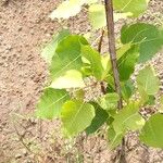 Ficus religiosa Leaf