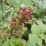 Aralia racemosa Gyümölcs