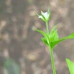 Moehringia trinervia Flower