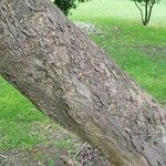 Eucalyptus pulchella Bark