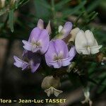 Astragalus austriacus 花