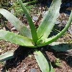 Aloe vera পাতা