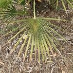 Chamaerops humilis Folha