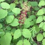 Aralia racemosa Flower