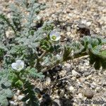 Phacelia affinis موطن