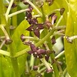 Aucuba japonica Цветок