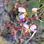 Chaetogastra brachyphylla Λουλούδι