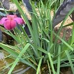 Iris ensata List