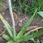 Aloe amudatensis Blad