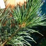 Pinus cembra برگ