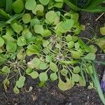 Claytonia rubra Blatt