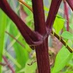 Bidens frondosa Casca