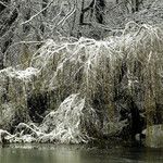 Salix × pendulina Blad