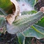 Asclepias speciosaফুল