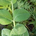 Lathyrus oleraceus Blad