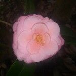 Camellia japonicaപുഷ്പം