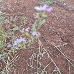 Farsetia undulicarpa Flor