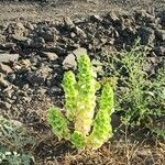 Moluccella laevisLeaf