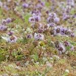 Mentha pulegium Habit