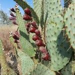 Opuntia engelmannii Fruit