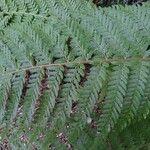 Polystichum setiferumपत्ता