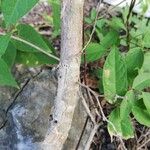 Jatropha gaumeri Bark