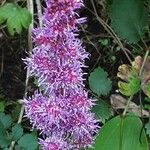 Astilbe rubra Blomma