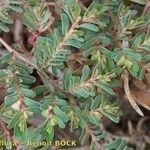 Euphorbia glyptosperma Muu