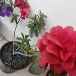 Azalea alabamensis Цветок