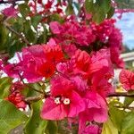 Bougainvillea spectabilisFlor