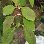 Rhamnus utilis Leaf