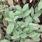 Salvia officinalis পাতা