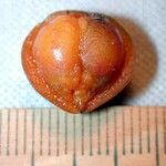 Smilax febrifuga Diğer
