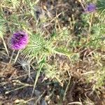 Cirsium vulgareCvet