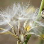 Chondrilla juncea Ffrwyth