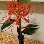 Lycoris radiata Flor
