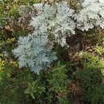 Artemisia alba Flower