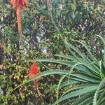 Aloe arborescens 叶