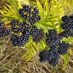 Sambucus ebulusFruit