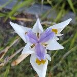 Dietes grandifloraFlower