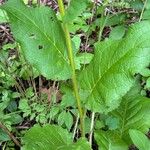 Verbascum chaixii برگ