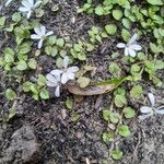 Lobelia angulata Blüte