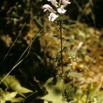 Scutellaria integrifolia 整株植物