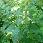 Scutellaria albida 花