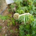 Acaena novae-zelandiae Blüte