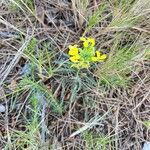 Erysimum nevadense Lorea