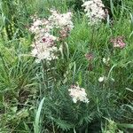 Filipendula vulgaris花