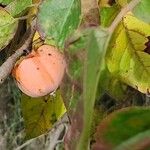 Diospyros virginiana Fruit